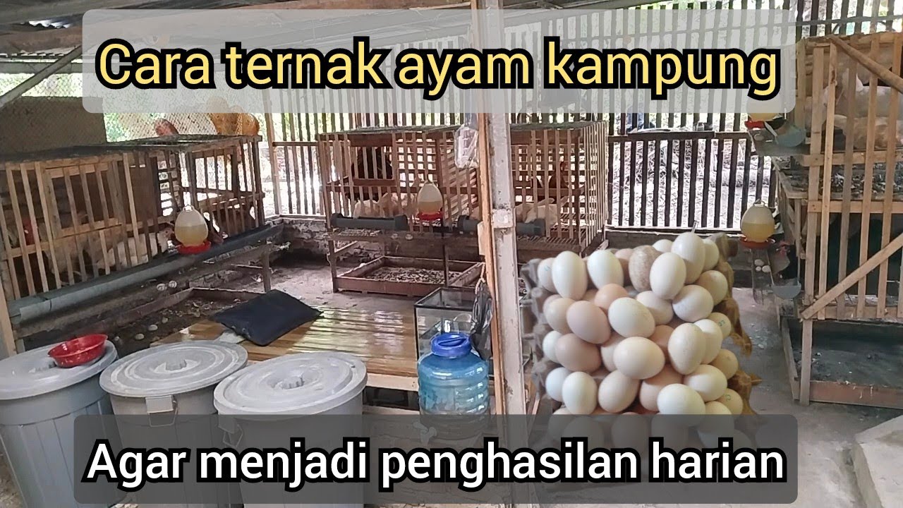 Gajian Setiap Hari, Dengan Beternak Ayam Kampung Petelur Unggul