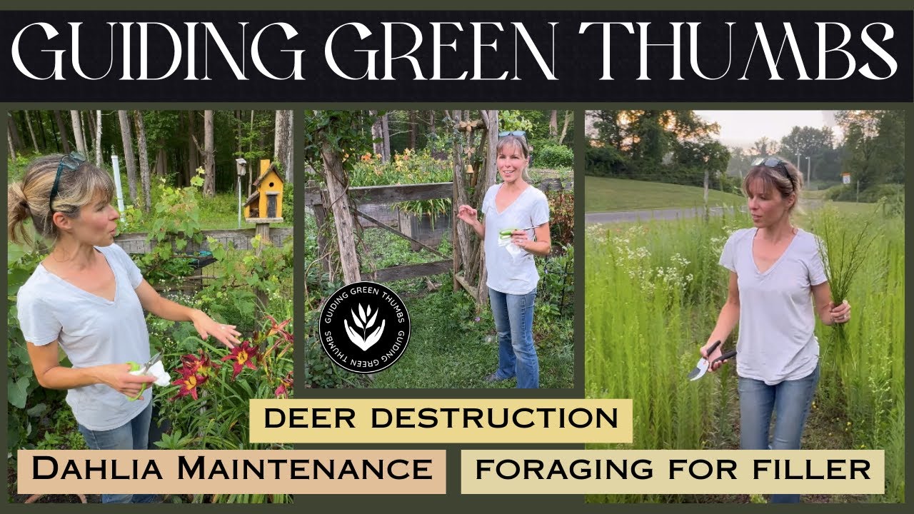 DAHLIA GARDEN MAINTENANCE / DAYLILY DEER DAMAGE / FORAGING FOR BOUQUET FILLER