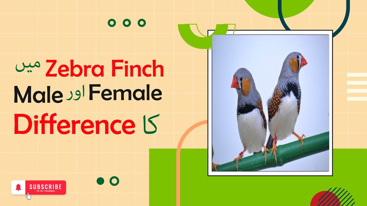 How to differences Between Males and Female Zebra Finches| Gender identification of zebra finches