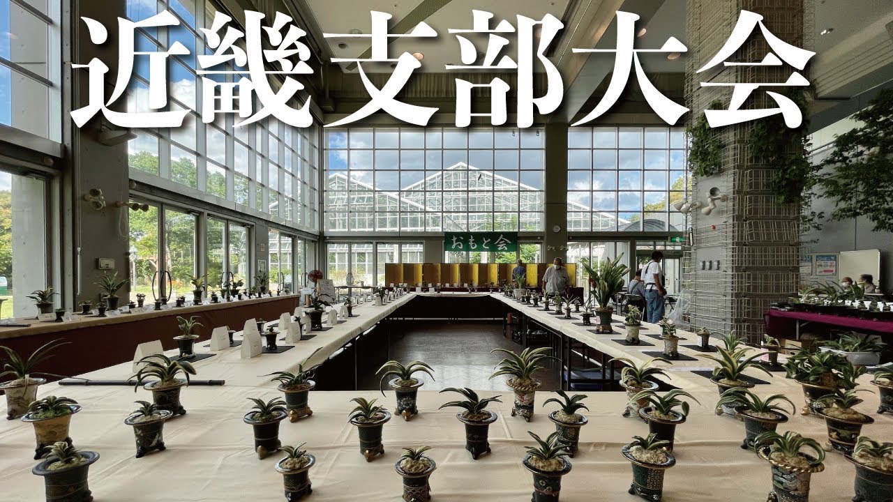 「オモトの大会！」近畿支部大会の様子