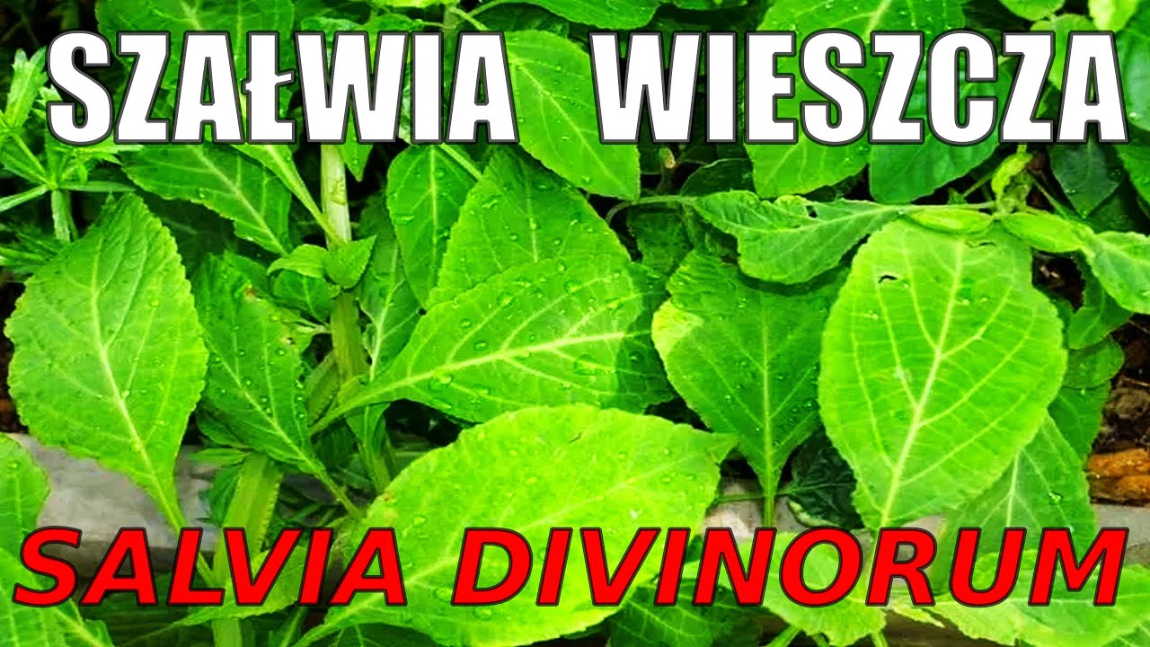28# Kuchnia Bog&oacute;w. Szałwia Wieszcza Salvia Divinorum. Wizje Raport z podr&oacute;ży po narkotykach CEV OEV