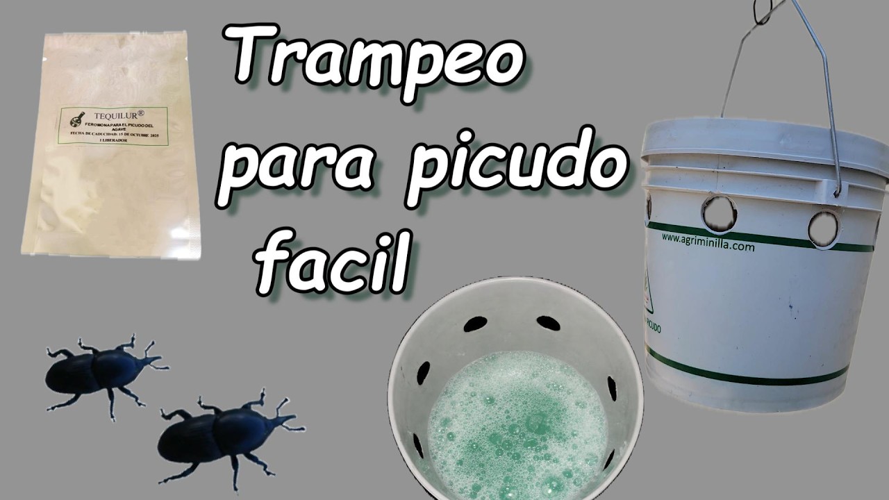 Preparación de trampa para picudo del agave (agua jabonosa)