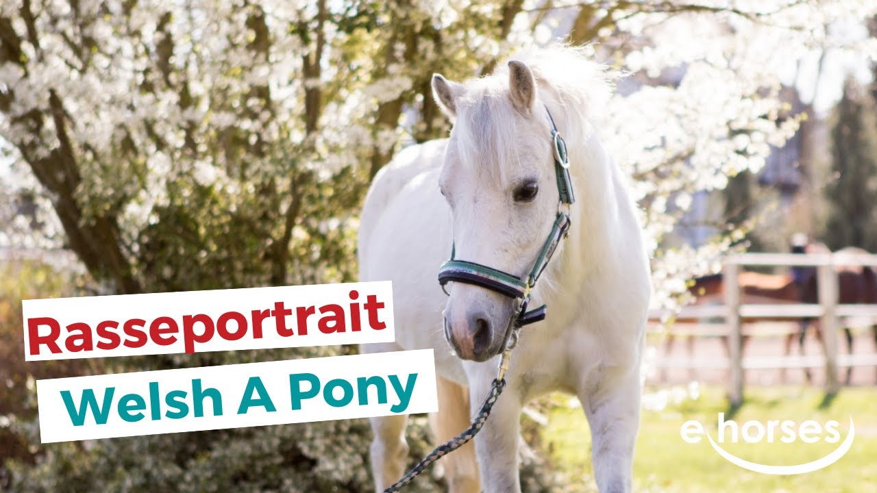 Das Welsh A Pony im Rasseportrait
