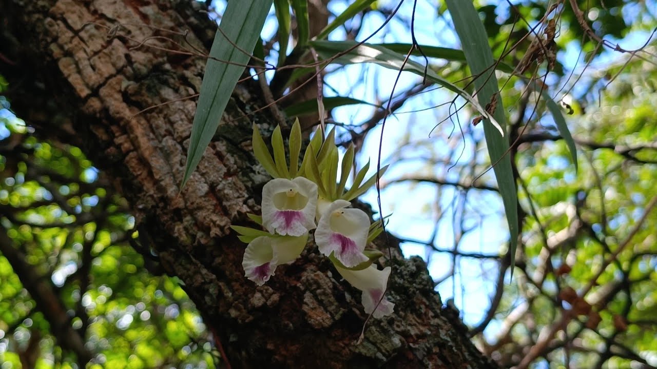 🌼Mais um habitat  de orquídeas no cerrado. Lindas Galeandras e Catasetum. Uma aventura inesquecível.