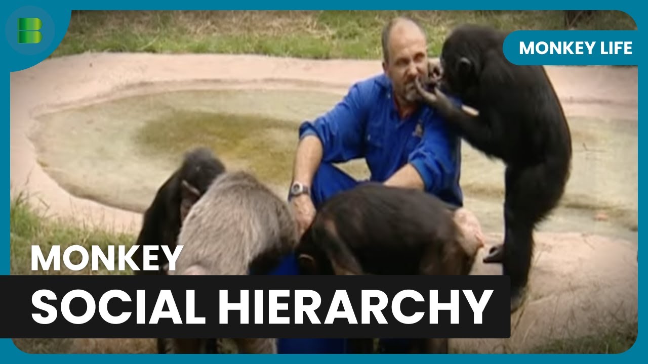 Ape Social Structures - Monkey Life - S01 EP01 - Documentary