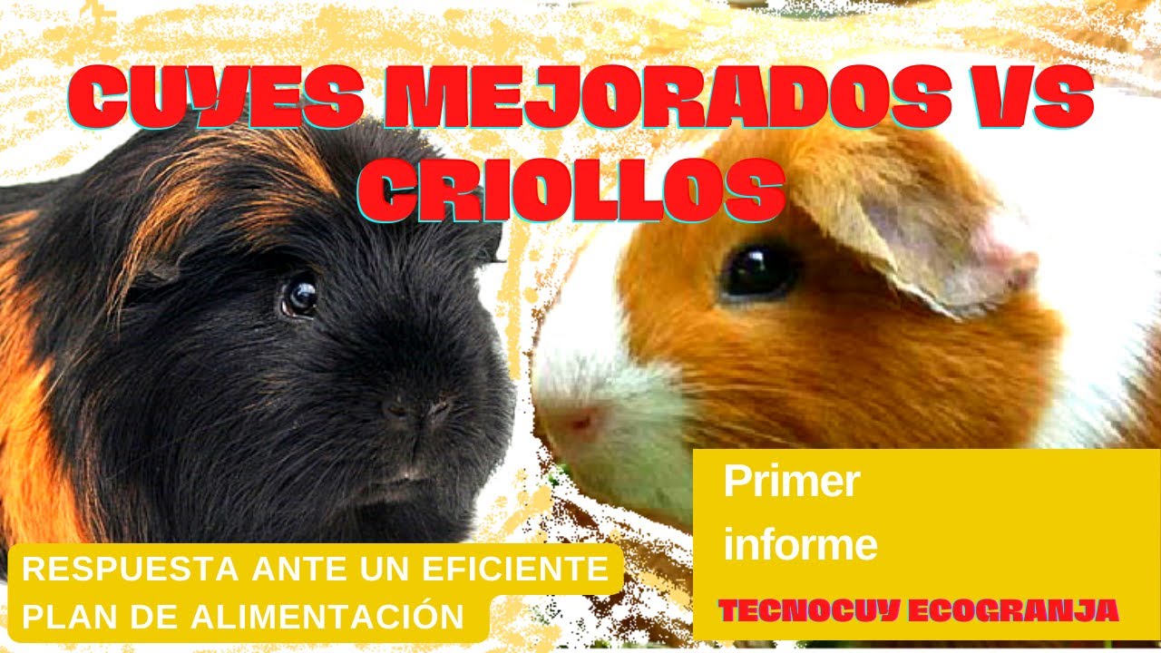 CUYES MEJORADOS VS CRIOLLOS – CRIANZA DE CUYES.