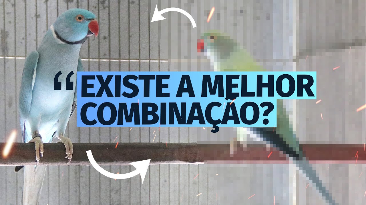 A MELHOR COMBINAÇÃO PARA UM RING NECK AZUL