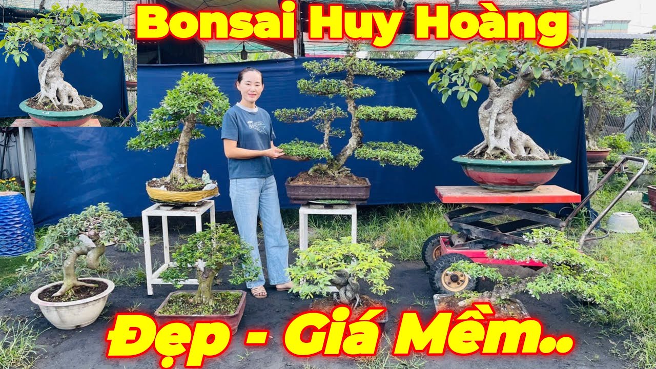 DIỆU HUY | #0939081082 | TÚC ĐỎ LỚN ĐẸP, MCT NU THÀNH PHẨM, KIM QUÝT, SUNG, ME, ỔI TÀU, SAM, NGUYỆT.