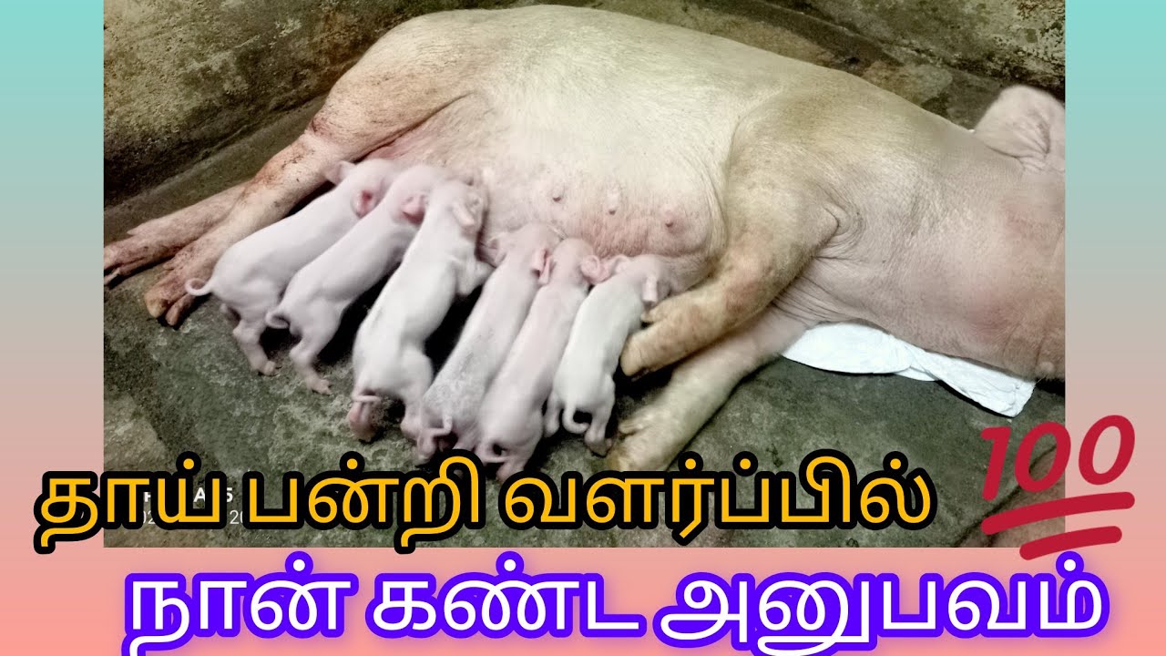 தாய் பன்றி வளர்ப்புகான சில அனுபவங்கள்💯