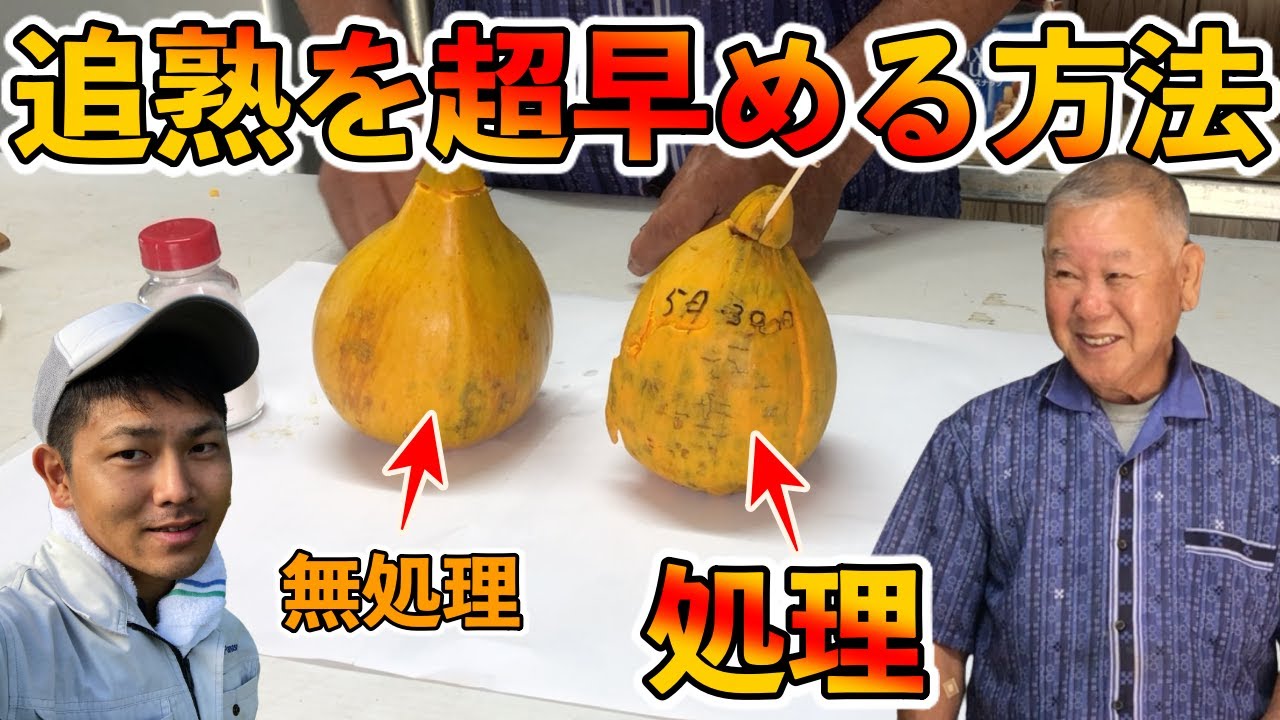 【衝撃】追熟を早める方法！カニステルをもっと世間に広める会！