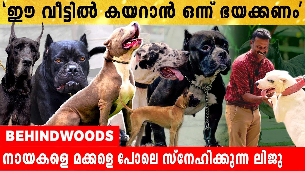 GREAT DANE മുതൽ DOGO ARGENTINO വരെ കാവൽ നിൽക്കുന്ന  വീട് |  ഈ വീട്ടിൽ കയറാൻ ആരും ഒന്നു ഭയക്കും