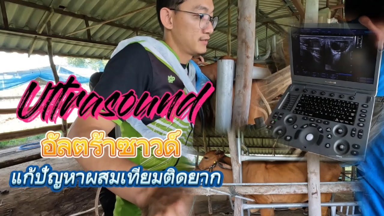 แก้ปัญหาผสมเทียมวัวติดยาก ,วัวเป็นสัดหลอกด้วยวิธีการ Ultrasound(อัลตร้าซาวด์)