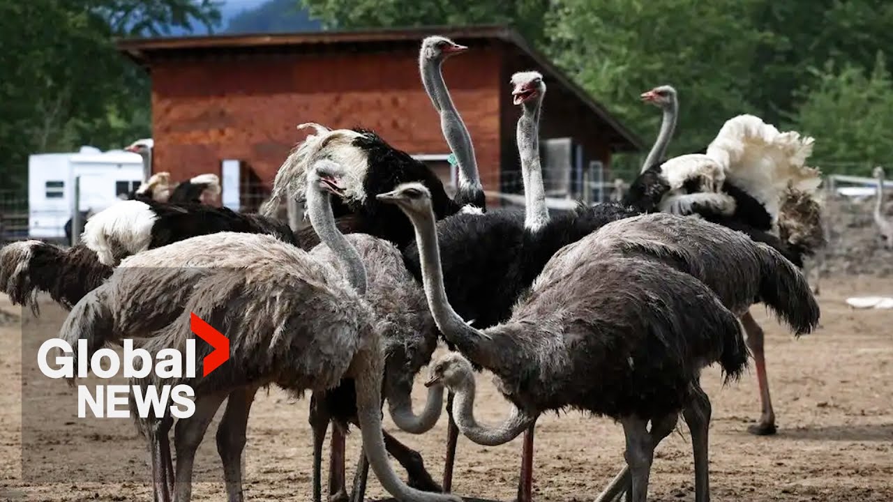 Supreme Court of Canada dismisses BC farm's appeal to save ostrich flock