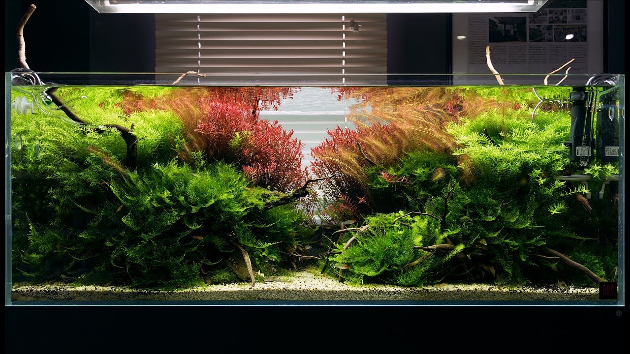A BEAUTIFUL MATURED AQUASCAPE WITH LIVE AQUARIUM PLANTS - CINEMATIC SHORT