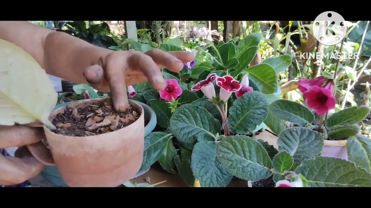 @não sabe como multiplicar sua gloxinia/#venhaeveja#
