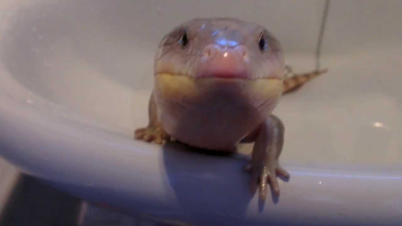 Blue Tongue Skink Enjoys a Bath
