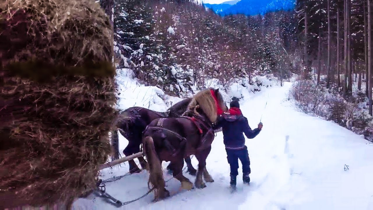 Probe cai de tractiune la padure 2018