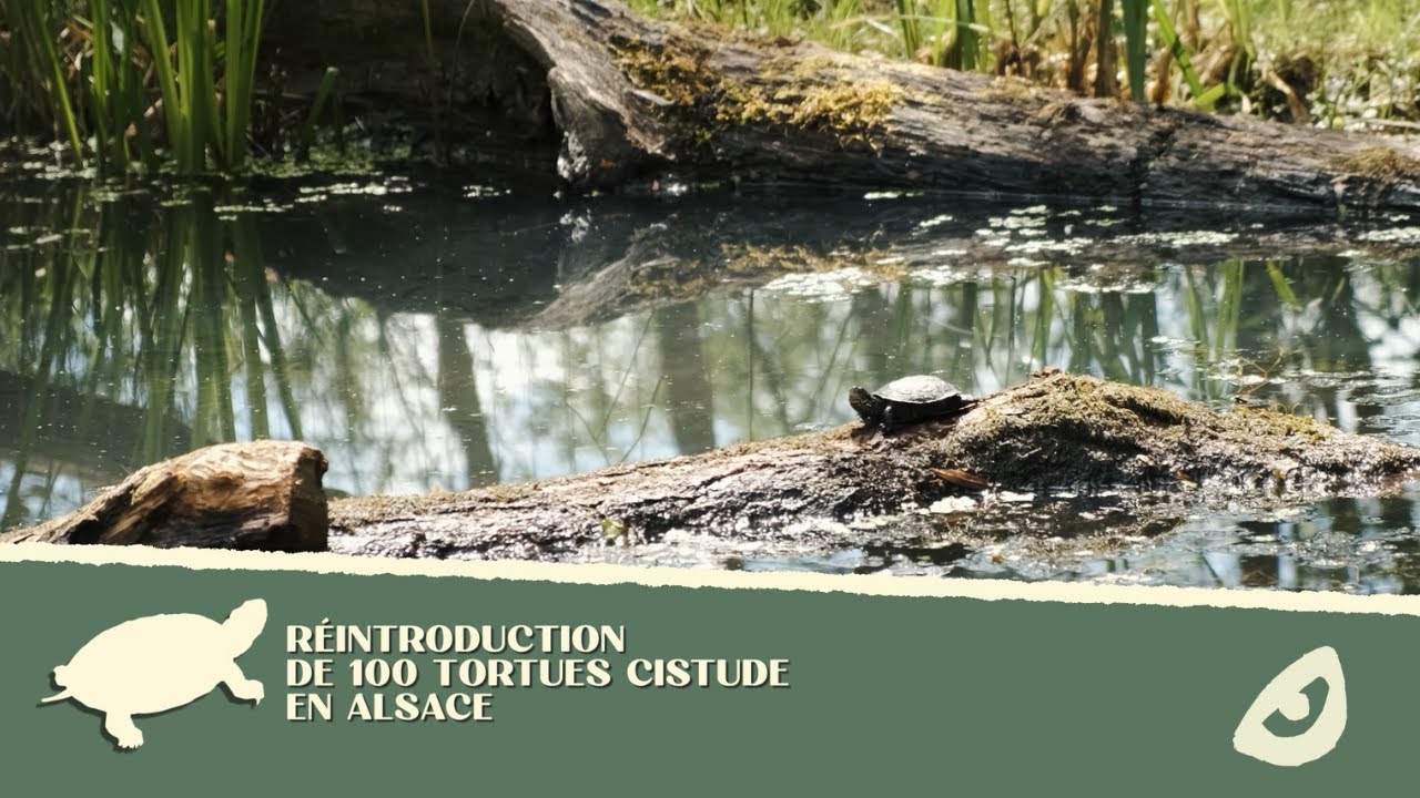 R&eacute;introduction de Cistudes d'Europe en Alsace 🐢