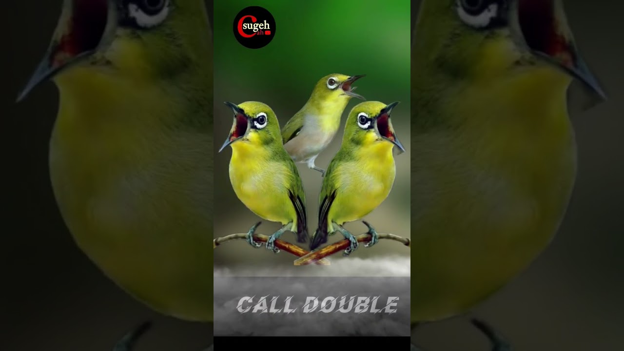 CALL DOUBLE pleci jantan ampuh pancing pleci bahan #pleci #pancinganpleci #shorts