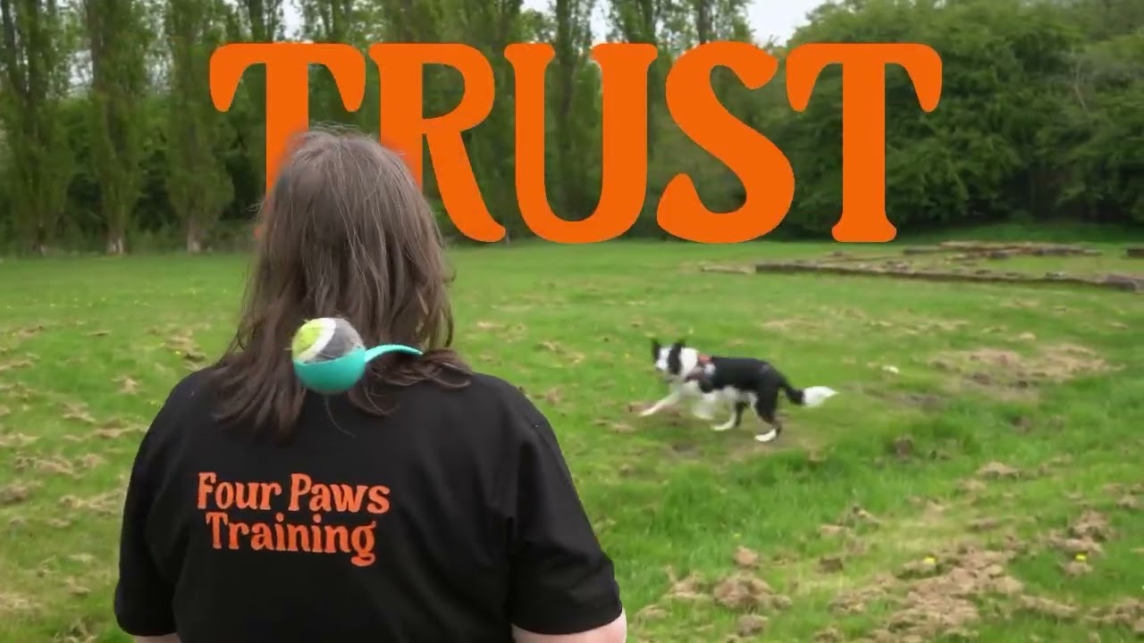 Four Paws Training