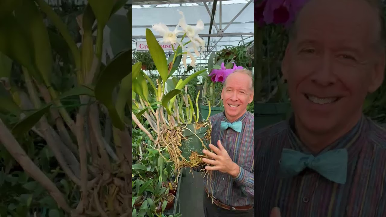 Clever Potting Techniques- Overgrown Cattleyas