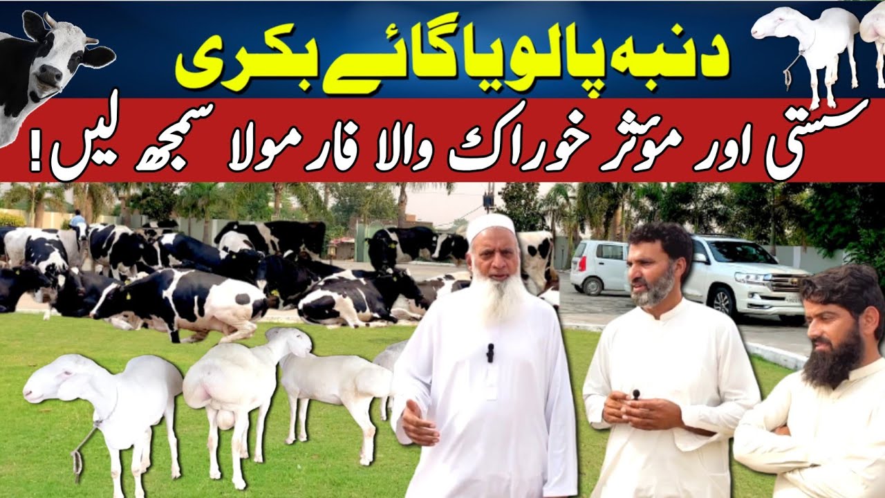 ترکی دنبہ یا بھیڑ بکری سائلج سے سستی اور مفید خوراک کوئی نہیں امریکی فارمولا