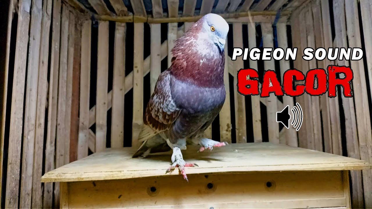 SUARA BURUNG MERPATI GACOR ❗❗❗ | PIGEON SOUND