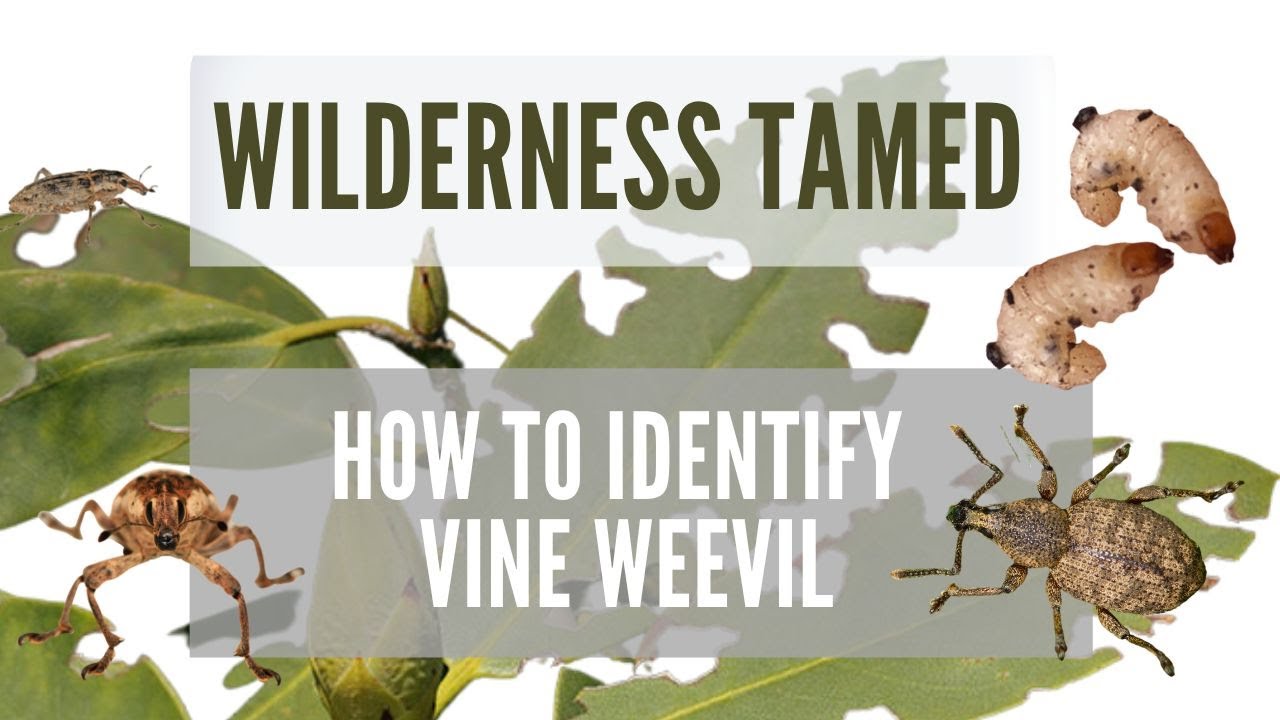How To Identify Vine Weevil