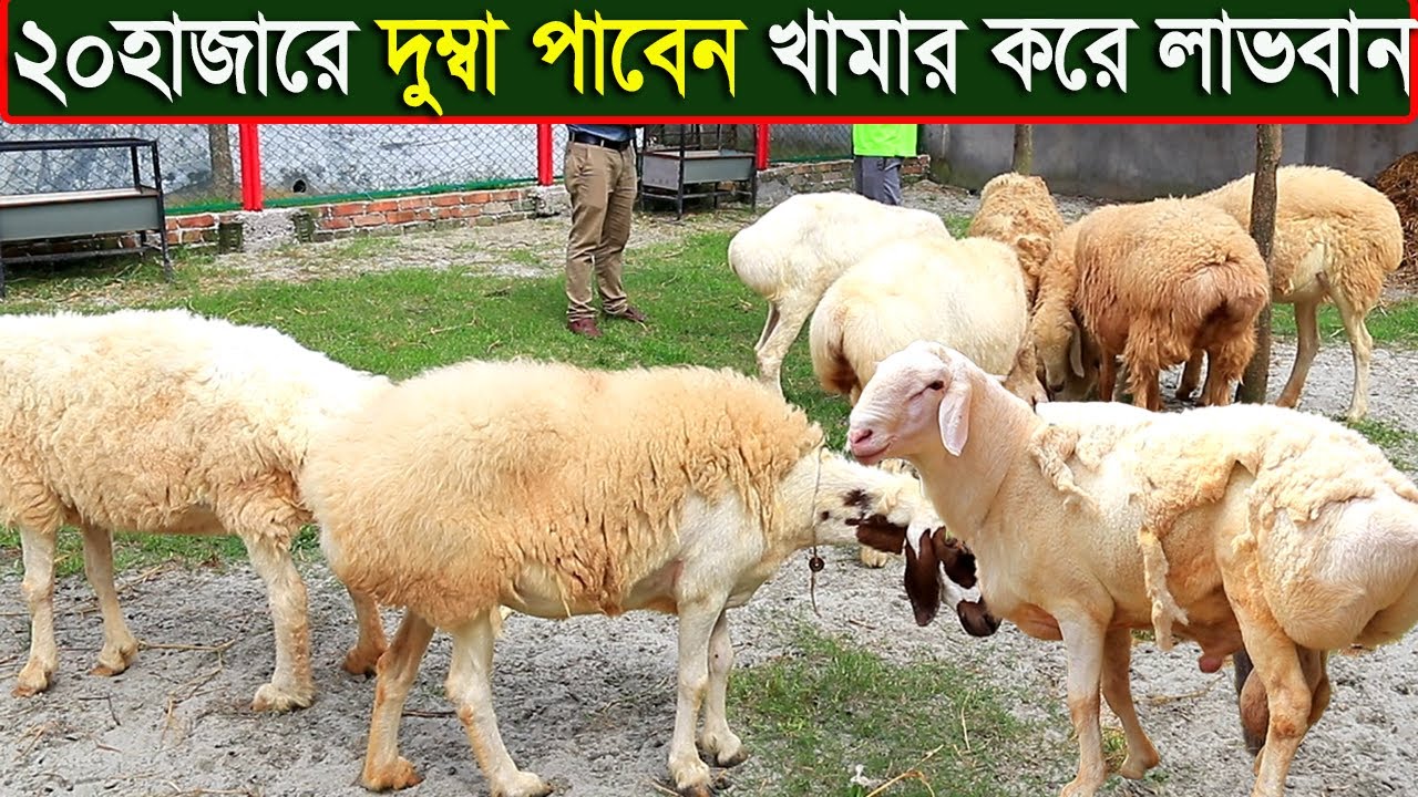 মাত্র ২০হাজারে দুম্বা পাবেন খামার করে আয় করুন লাখ লাখ টাকা dumba farm