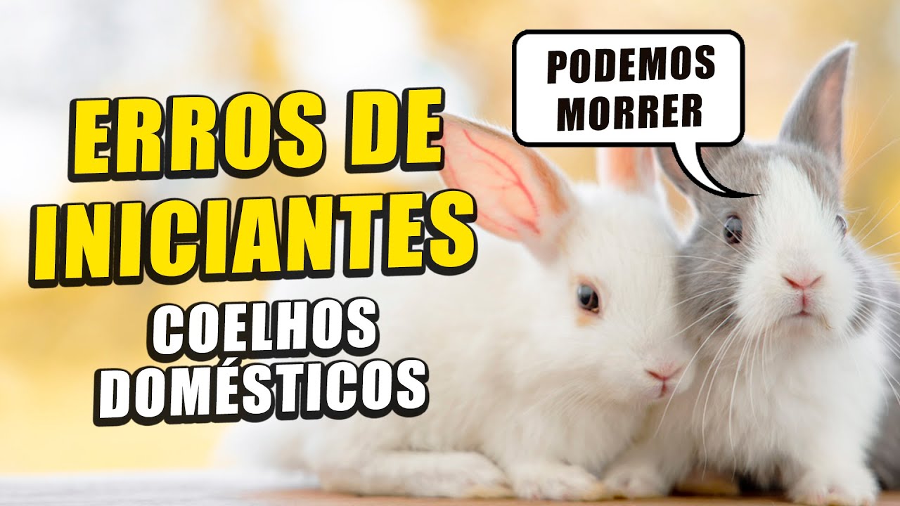9 ERROS COMUNS QUE DONOS DE COELHOS COMETEM