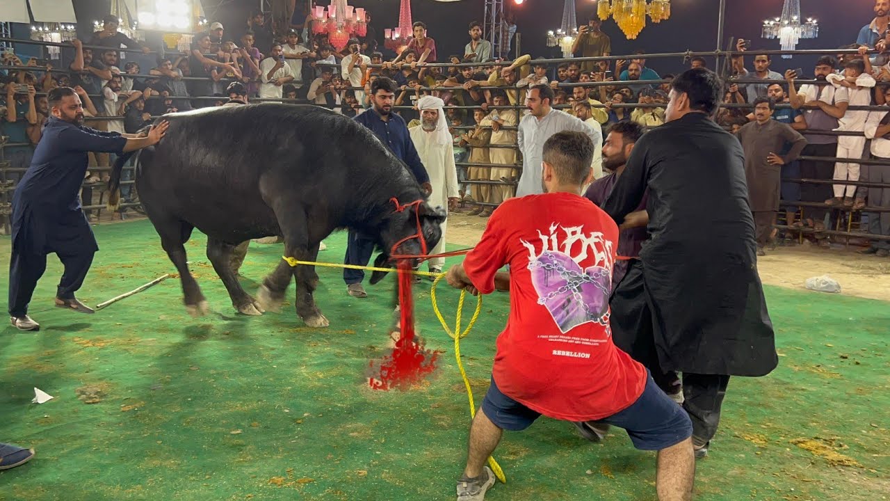 Buffalo Bull out of control in Heavyweight Bulls Show Qurbani 2025  Bakra Mandia 2025 Cow mandi 2025