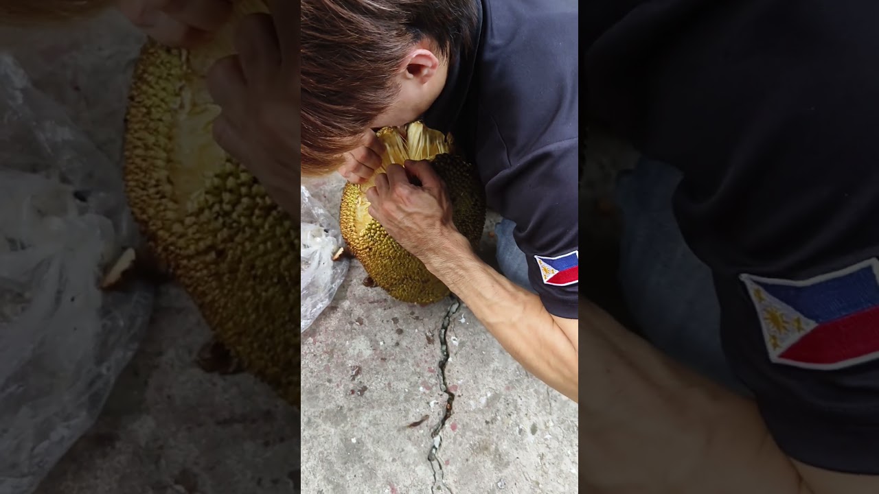 "Jackfruit Gold: Picking Nature’s Giant Treasure"