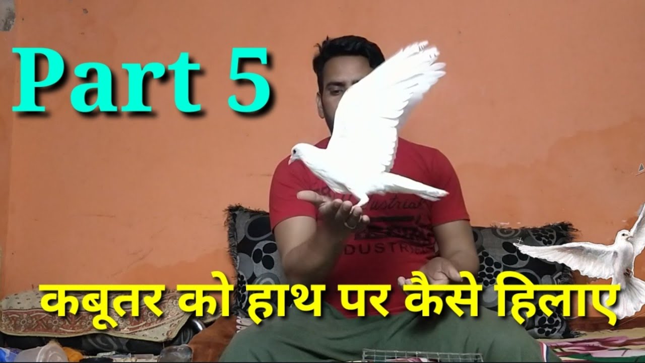 Как заставить голубя двигаться в руке. Часть 5