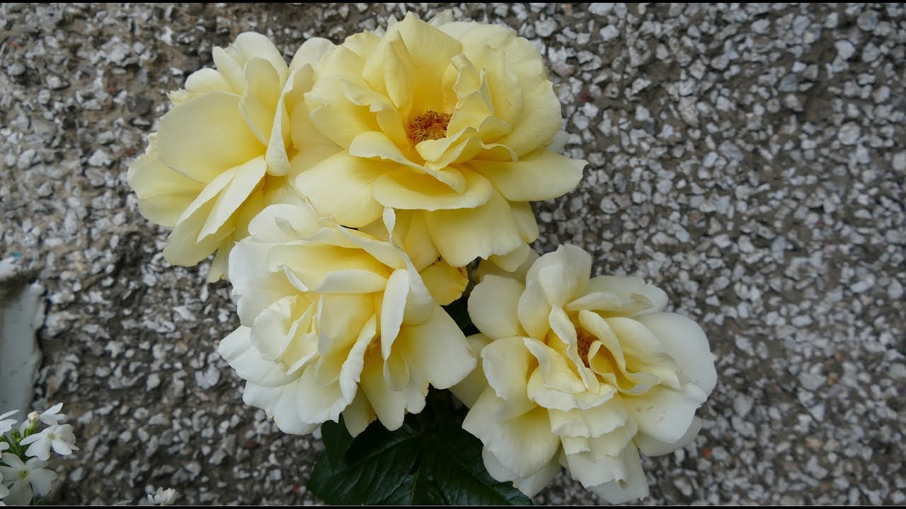 Arthur Bell Floribunda Rose Update Midsummer 2017