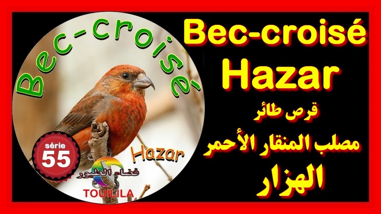 قرص أصلي تغريد طائر الهزارcd  chant du  Bec croisé
