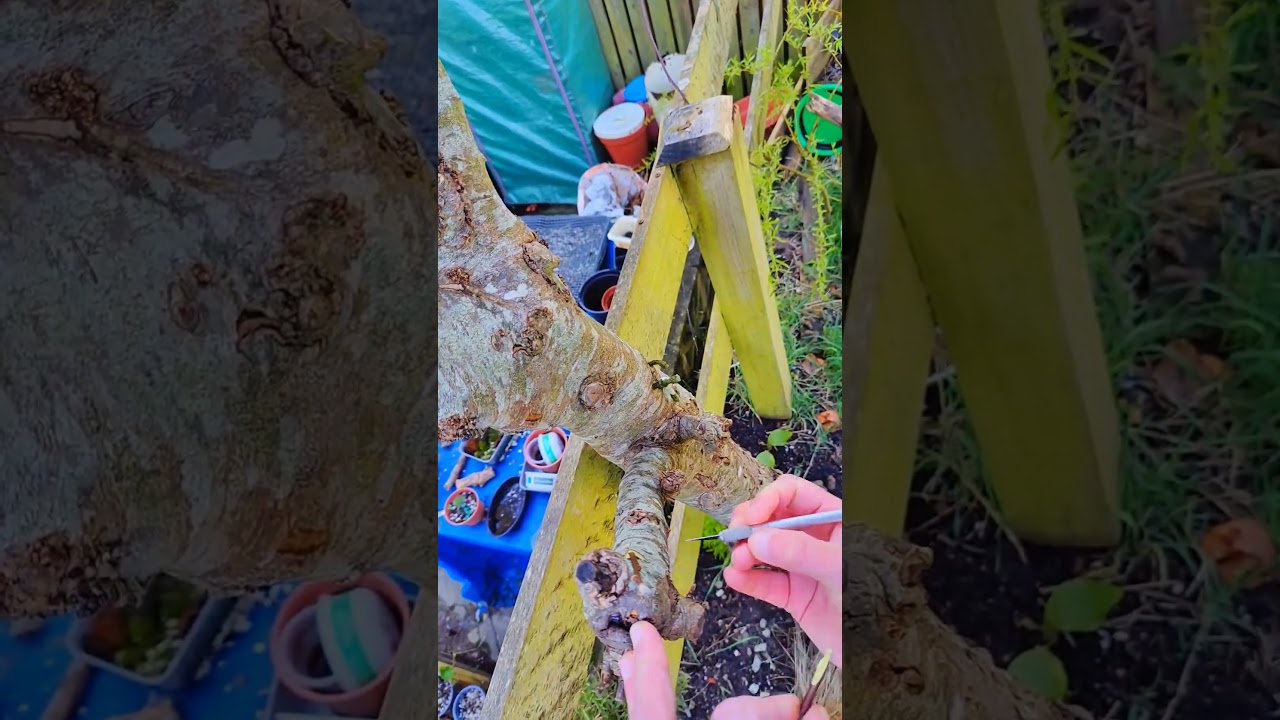 apple tree grafting #treemasons #letslearn #howtobonsai #graftingfruittrees #bonsaitrees #bonsai