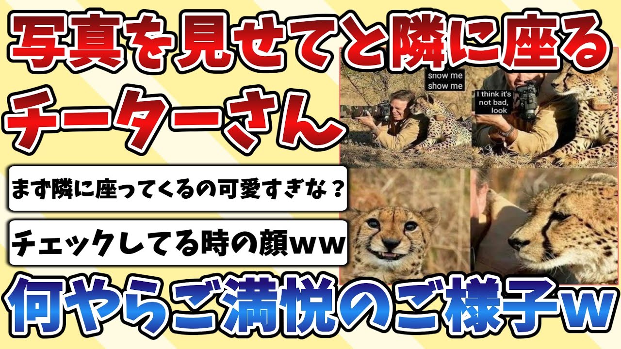 【2ch動物スレ】写真を見せてほしくてカメラマンの隣に座ってくる野生の『チーター』さん、何かをチェックしご満悦のご様子ｗｗｗ
