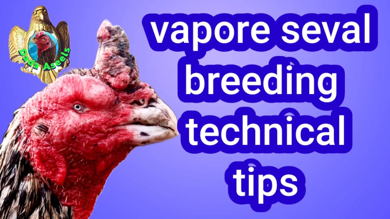 Old lineage breedingtechnicaltips முன்னோர்கள் செய்த நான்கு வகை இனப்பெருக்கம் முறை டெக்னிக்கல் டிப்ஸ்