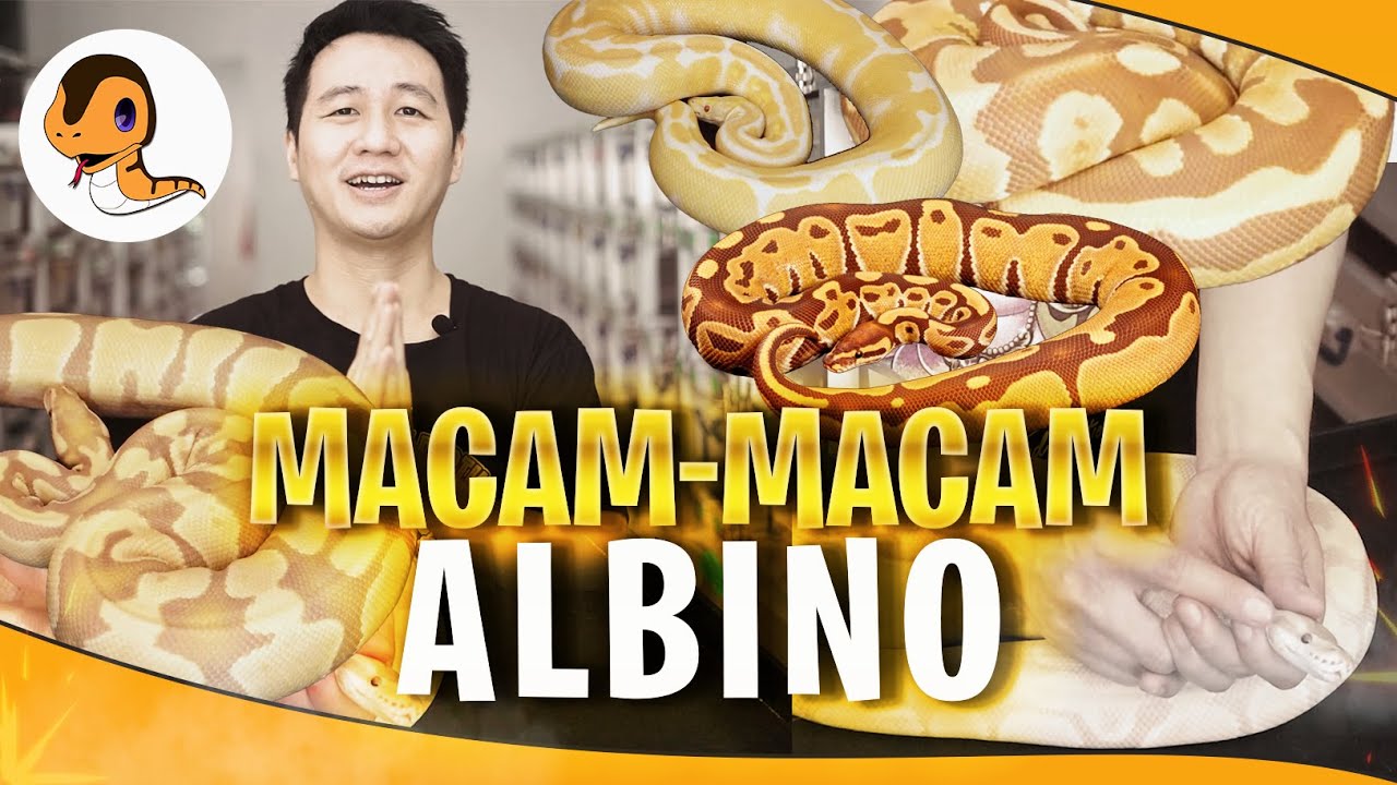 Macam-macam Albino di Ball Python yang Jarang Orang Tau