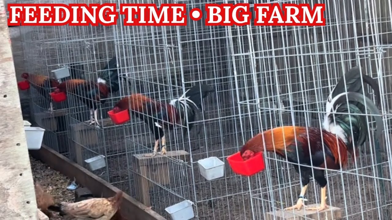 BIG FARM - Feeding Time Shape Outdoor Indoor Chicken Coop Hdez Farm El Pintor 🇺🇸