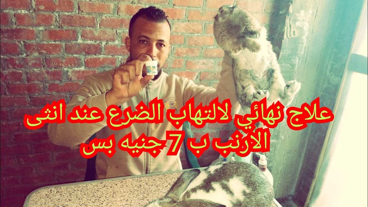 التهاب الضرع عند انثى الارنب الاسباب وطريقه العلاج ب 7 جنيه بس