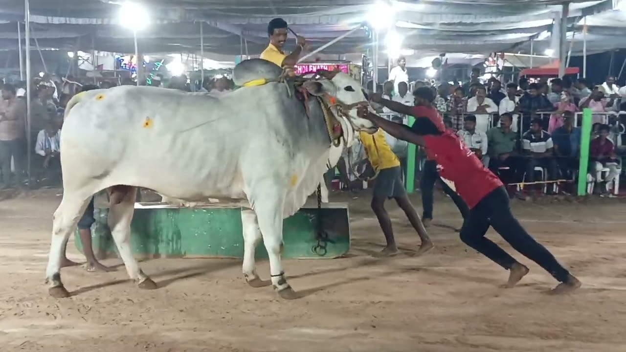 Veerasimha and don won 2nd place in mellacheruvu