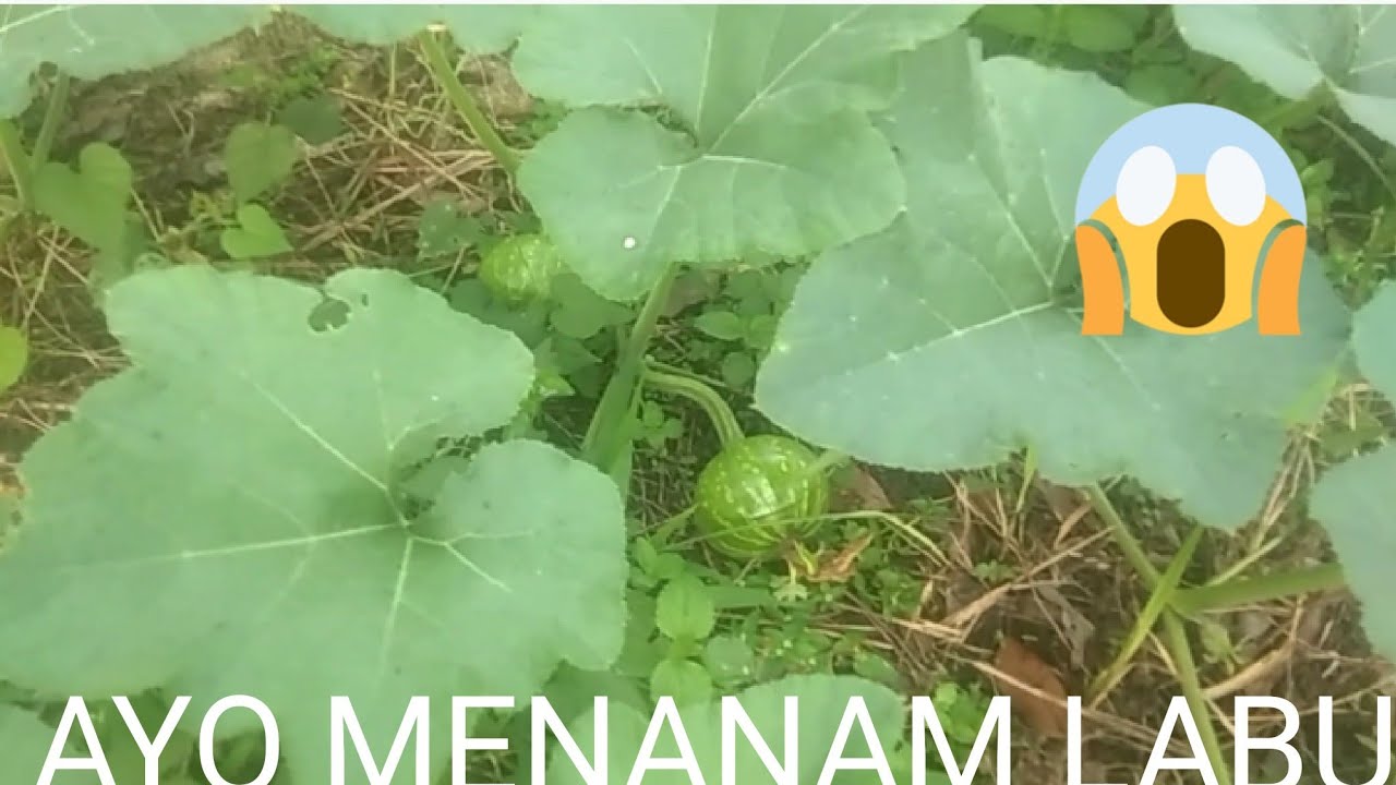 Beberapa Faktor yg menyebabkan bunga labu rontok