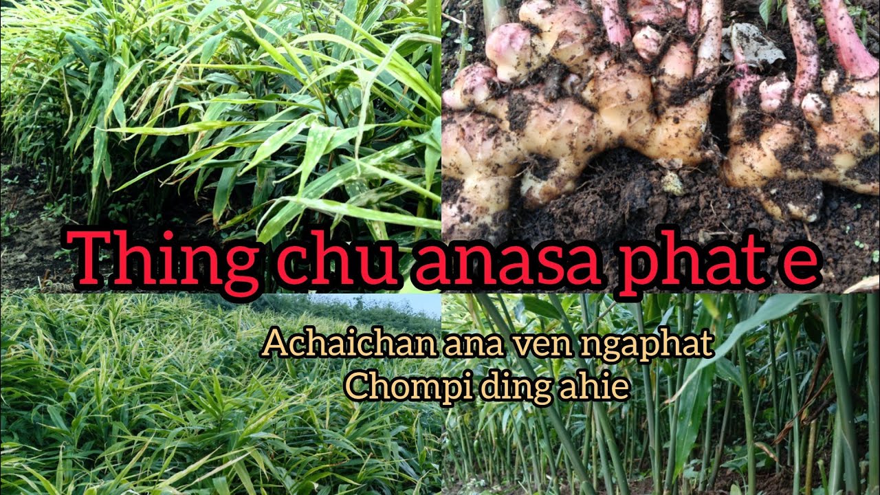 Ka thinglei(ginger) anavekit ute...Future plan kinepna