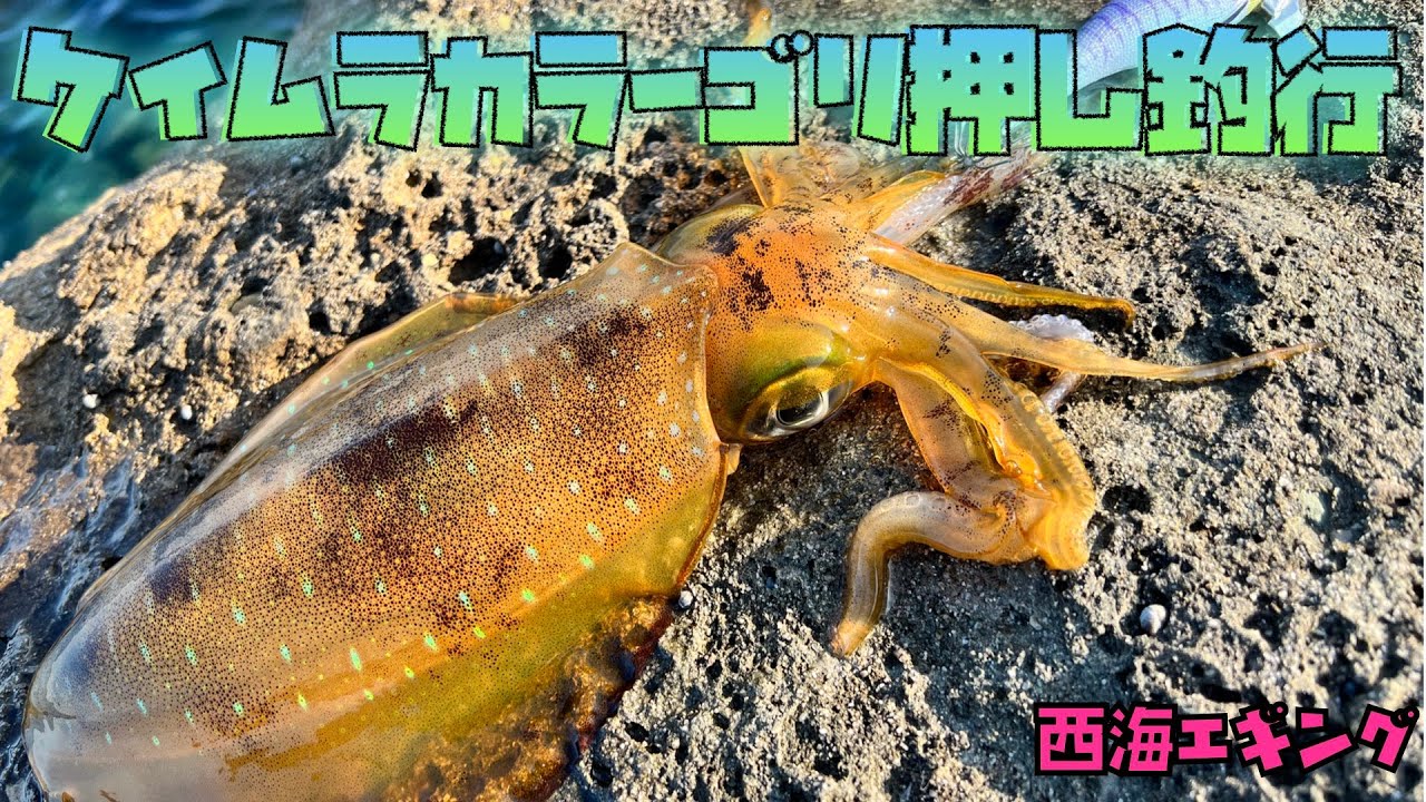 月夜DEケイムラゴリ押しエギング