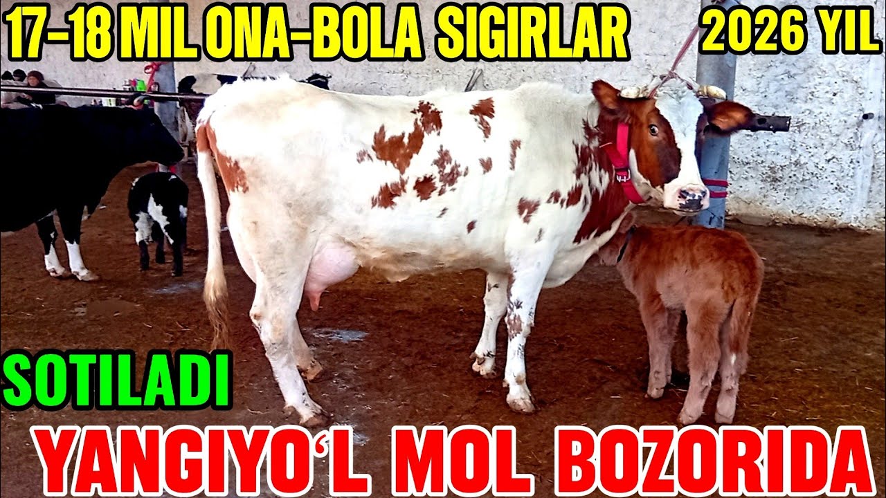 YANGIYOʻL MOL BOZORIDA ONA -BOLA SIGIRLAR 🐄🐄🐄🐄