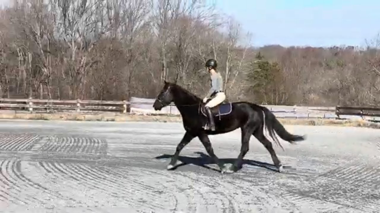 Dixie Dawn Flatwork - November 23, 2025