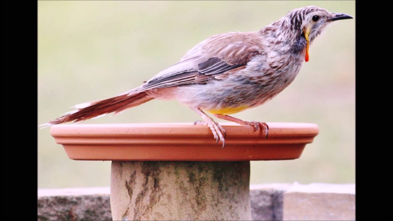 Yellow Wattle Bird calls