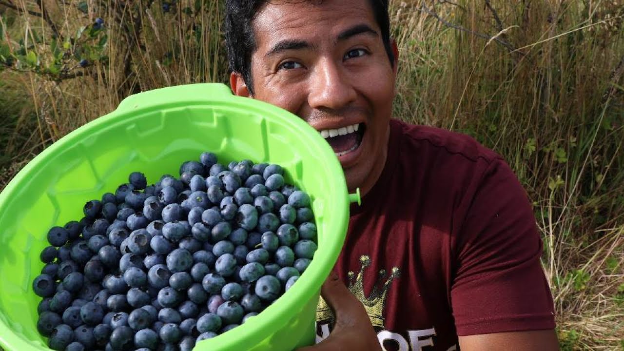 Cuanto gane cosechando moras en Canada$$ PAGAN POR KILO!