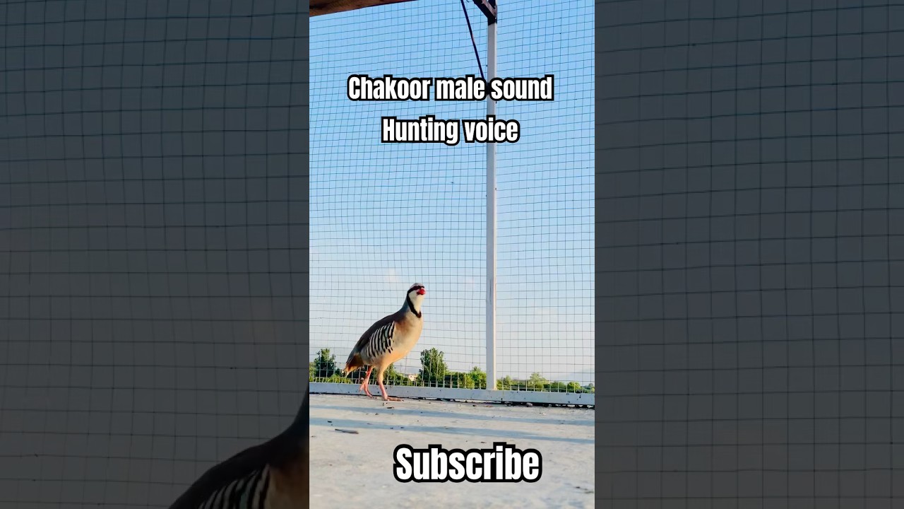 Chakor ki awaz | Chakor voices | Chukar bird | Chakor sounds | keklik sesi | #keklik #Chakor #Chukar